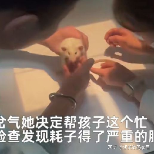 这耗子怕是上辈子拯救银河系！857 / 作者:明月照大江754 / 帖子ID:111695