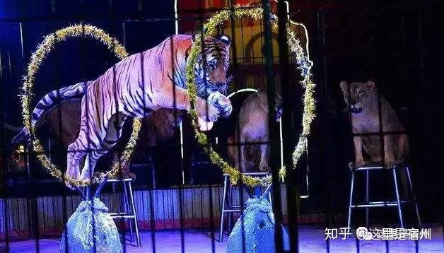 宿州的世界第一，世界唯一，世界之最！486 / 作者:老郑36 / 帖子ID:111743