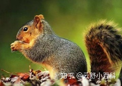 有哪些适合给小学生讲的有意思的科普知识？269 / 作者:123457242 / 帖子ID:112073