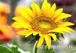 有哪些适合给小学生讲的有意思的科普知识？566 / 作者:123457242 / 帖子ID:112073