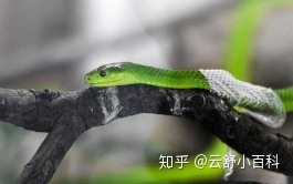 有哪些适合给小学生讲的有意思的科普知识？980 / 作者:123457242 / 帖子ID:112073