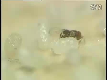 生物学中有什么悲伤的故事？650 / 作者:御风而行2017 / 帖子ID:112140