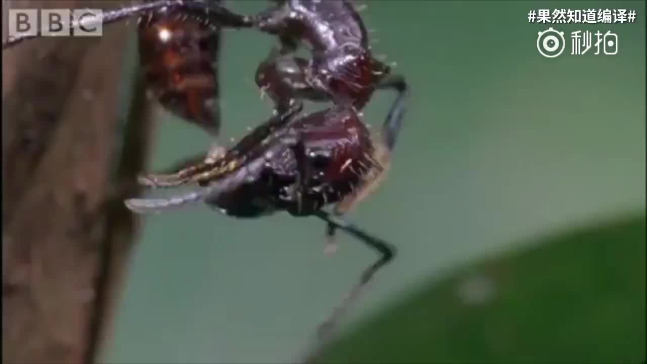 生物学中有什么悲伤的故事？814 / 作者:御风而行2017 / 帖子ID:112140