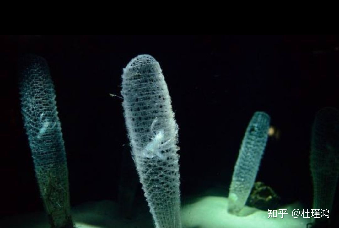 有什么浪漫的生物学命名（及其由来）？703 / 作者:123457899 / 帖子ID:112217