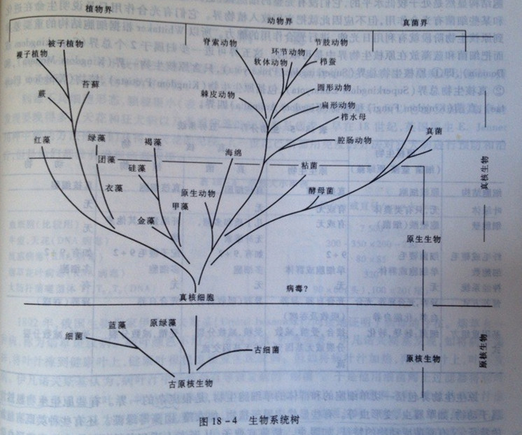 生物学中有几种给生物分类的方法？到底是怎么分类的？763 / 作者:13335291348 / 帖子ID:112700