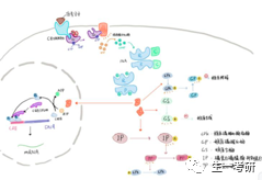 中科大生物学考研难吗，该怎么准备专业课啊？940 / 作者:喵呜_520 / 帖子ID:112712
