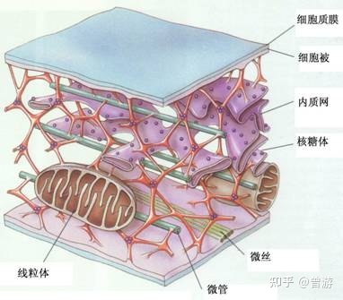 在微图案上模拟细胞形状和动力学196 / 作者:心灰意冷437 / 帖子ID:112900