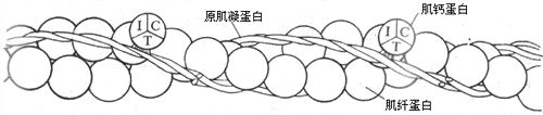 在微图案上模拟细胞形状和动力学134 / 作者:心灰意冷437 / 帖子ID:112900