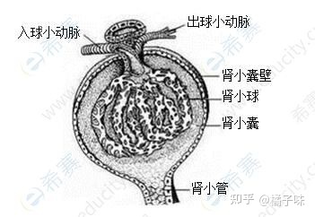 2021下半年初中生物学科知识与教学能力考试大纲53 / 作者:fsxjjv / 帖子ID:113122