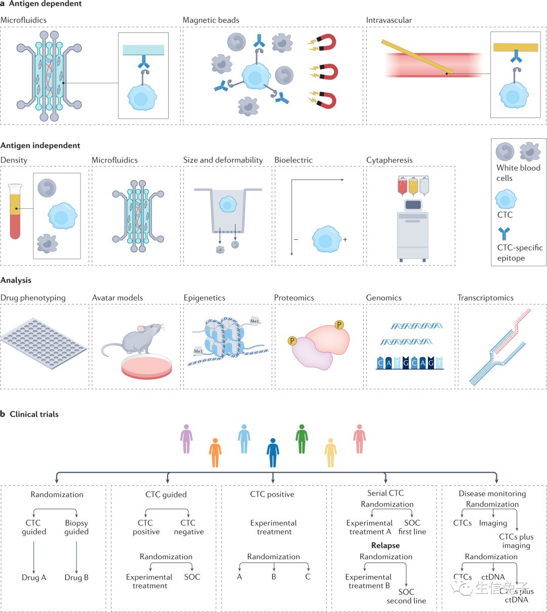 Nature reviews cancer | 循环肿瘤细胞的生物学、缺陷及临床 …820 / 作者:123457287 / 帖子ID:113241