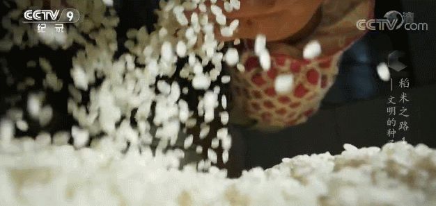 大米文明之路（一）—— 稻米的起源-20.jpg