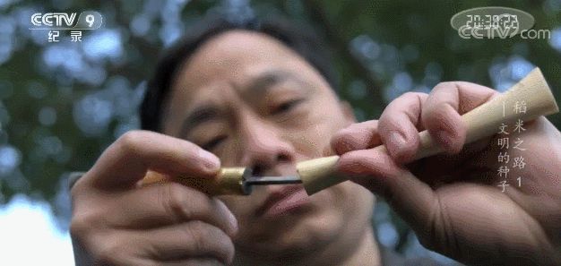大米文明之路（一）—— 稻米的起源-33.jpg