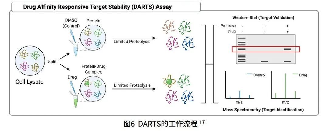基于蛋白质组学的药物靶点发现新策略820 / 作者:睡鱼 / 帖子ID:113406