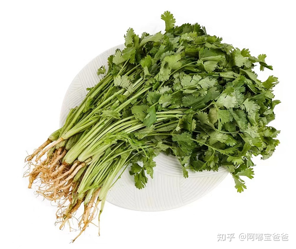 今天是世界讨厌香菜日，人们对香菜「爱憎分明」的原因是 ...289 / 作者:喜欢头像那女纸 / 帖子ID:113539