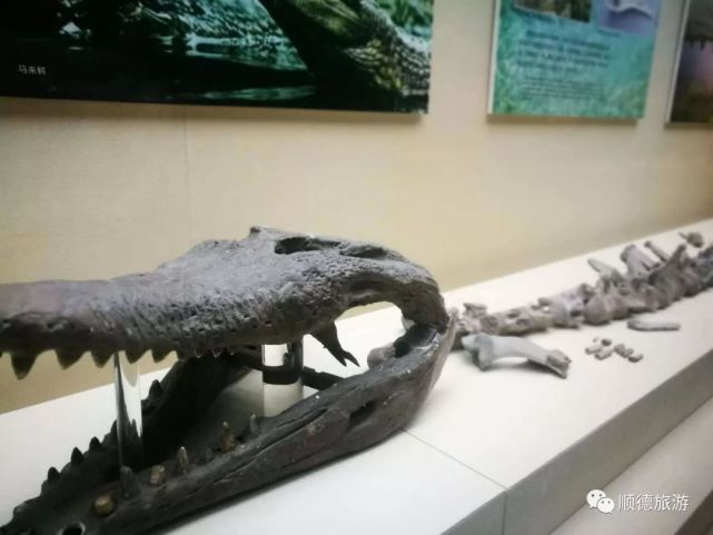 龙是否真的存在过？907 / 作者:13335291348 / 帖子ID:113603