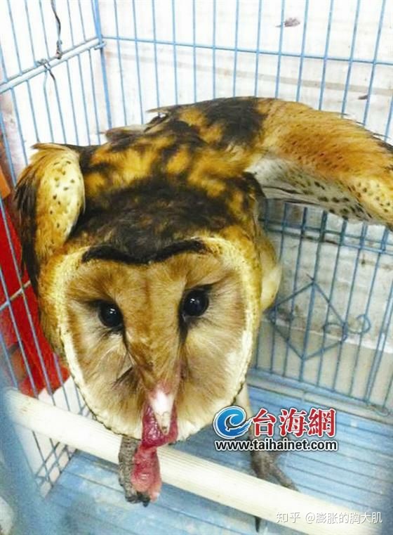龙是否真的存在过？412 / 作者:WY20172017 / 帖子ID:113603