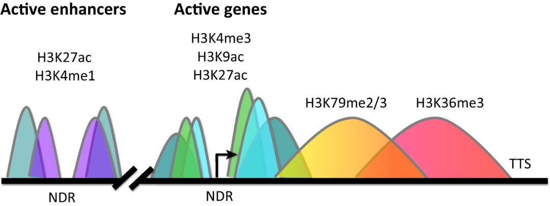 DNA׻Ķη783 / :Ҳǻ500 / ID:113961