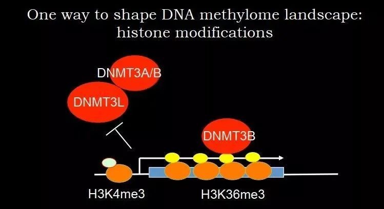 DNA׻Ķη367 / :Ҳǻ500 / ID:113961