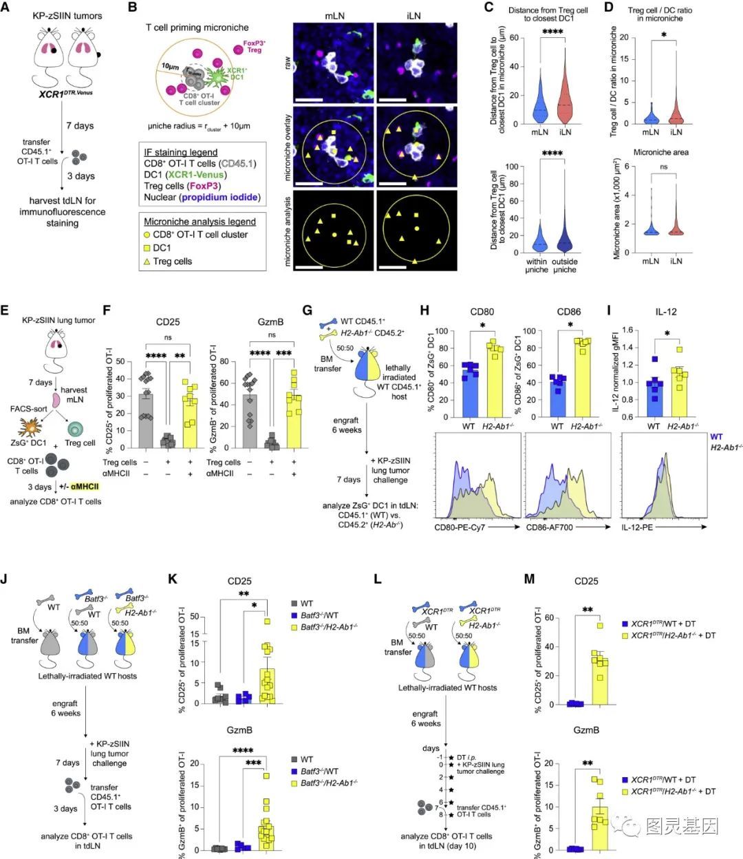 Immunity ｜ IFN-γ的组织特异性丰度驱动T细胞对肺癌的应答 ...833 / 作者:一抹笑颜甲 / 帖子ID:114013