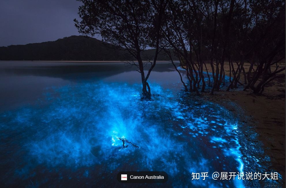 自然界最疯狂的美景之一荧光海/发光海884 / 作者:楠木2017 / 帖子ID:114169