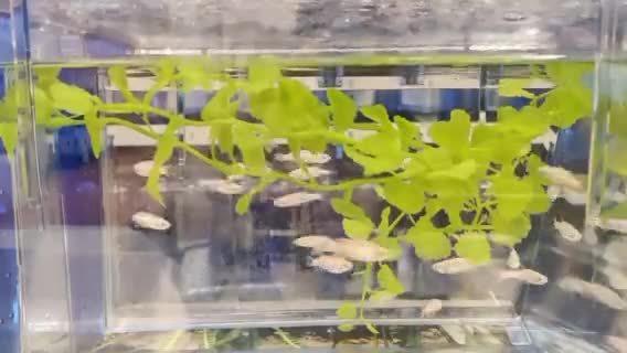 《科学》神奇突破：打一针，大脑里长出了电极937 / 作者:123458133 / 帖子ID:114339