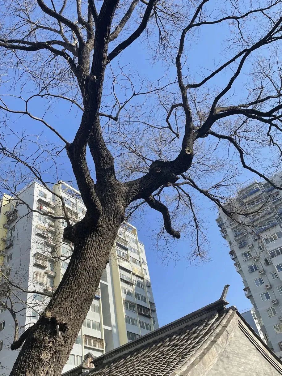 City Walk|京城小众路线④：除了牛郎织女，北京中轴线还能 ...-22.jpg