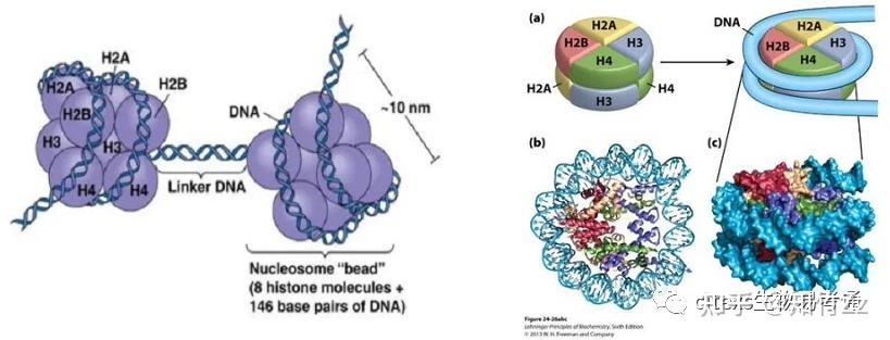 细胞生物学高频考点（十五）之染色质内容及思维导图765 / 作者:乐态思 / 帖子ID:114428