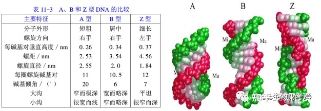 细胞生物学高频考点（十五）之染色质内容及思维导图997 / 作者:乐态思 / 帖子ID:114428