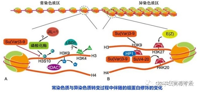 细胞生物学高频考点（十五）之染色质内容及思维导图120 / 作者:乐态思 / 帖子ID:114428