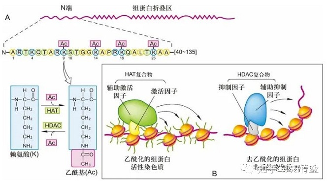 细胞生物学高频考点（十五）之染色质内容及思维导图287 / 作者:乐态思 / 帖子ID:114428