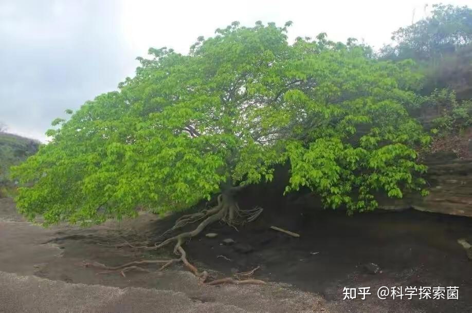 毒番石榴真的是地球上最“危险”的树吗？69 / 作者:諾篱hy / 帖子ID:114440