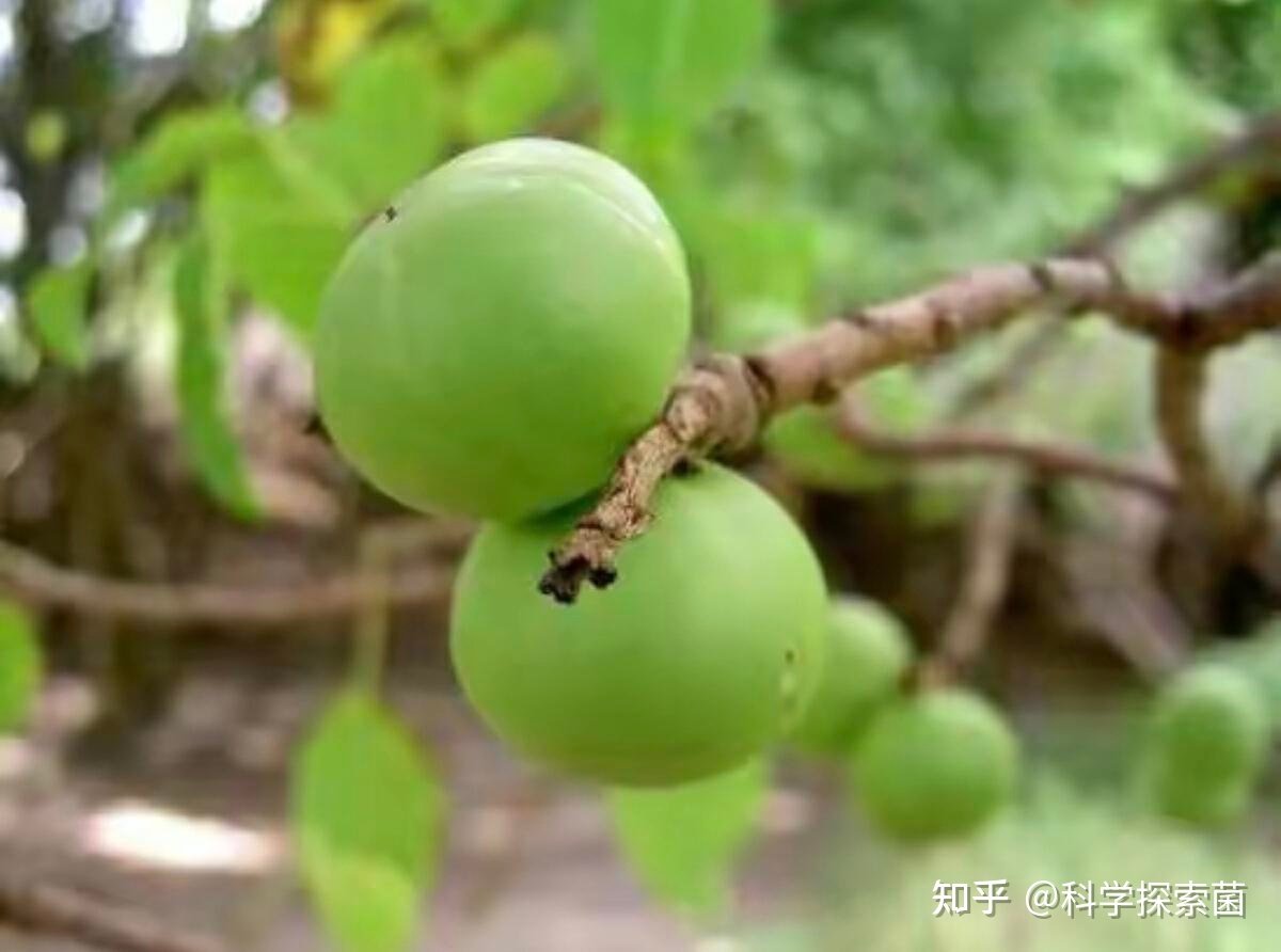 毒番石榴真的是地球上最“危险”的树吗？361 / 作者:諾篱hy / 帖子ID:114440