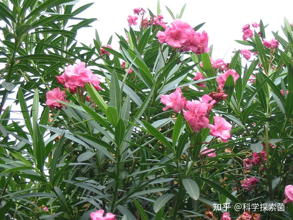 毒番石榴真的是地球上最“危险”的树吗？412 / 作者:諾篱hy / 帖子ID:114440