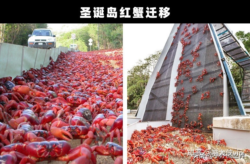 奇闻趣事：地球上发生的7个非常奇特和有趣的事情900 / 作者:wangsb02 / 帖子ID:114450