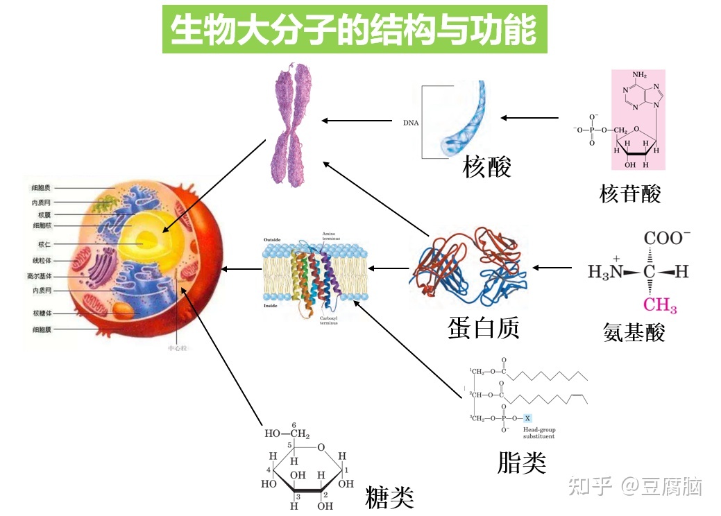 生物化学为什么这么难？如何学习生物化学？719 / 作者:抱瓮叟势 / 帖子ID:114457