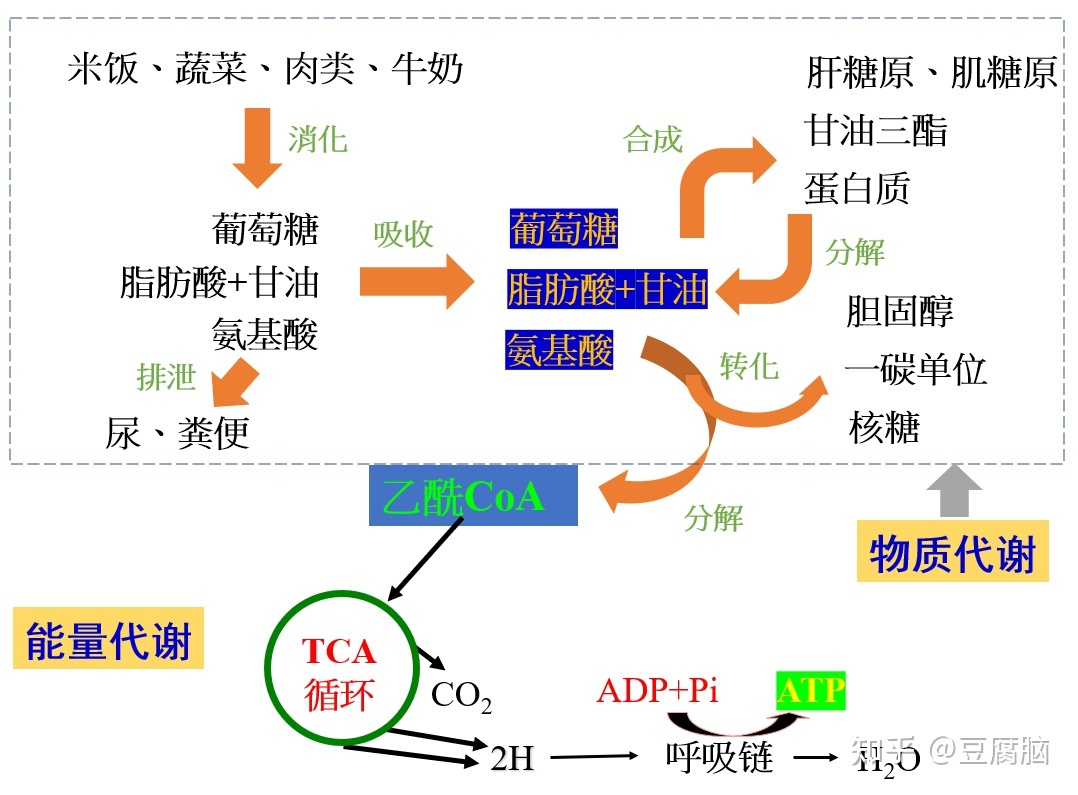 生物化学为什么这么难？如何学习生物化学？915 / 作者:抱瓮叟势 / 帖子ID:114457