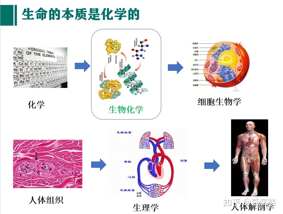 生物化学为什么这么难？如何学习生物化学？490 / 作者:抱瓮叟势 / 帖子ID:114457