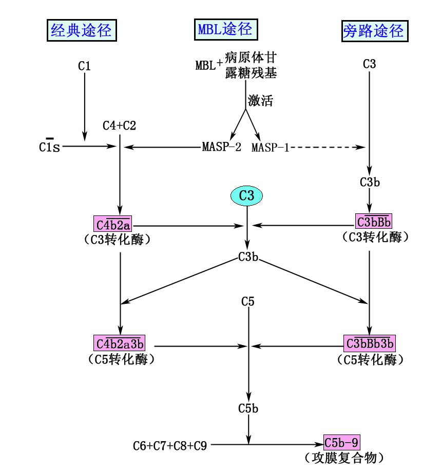 生物分析 | 生物标志物——补体(Complement）检测的生物学 ...541 / 作者:华为股票卖出矩 / 帖子ID:114479