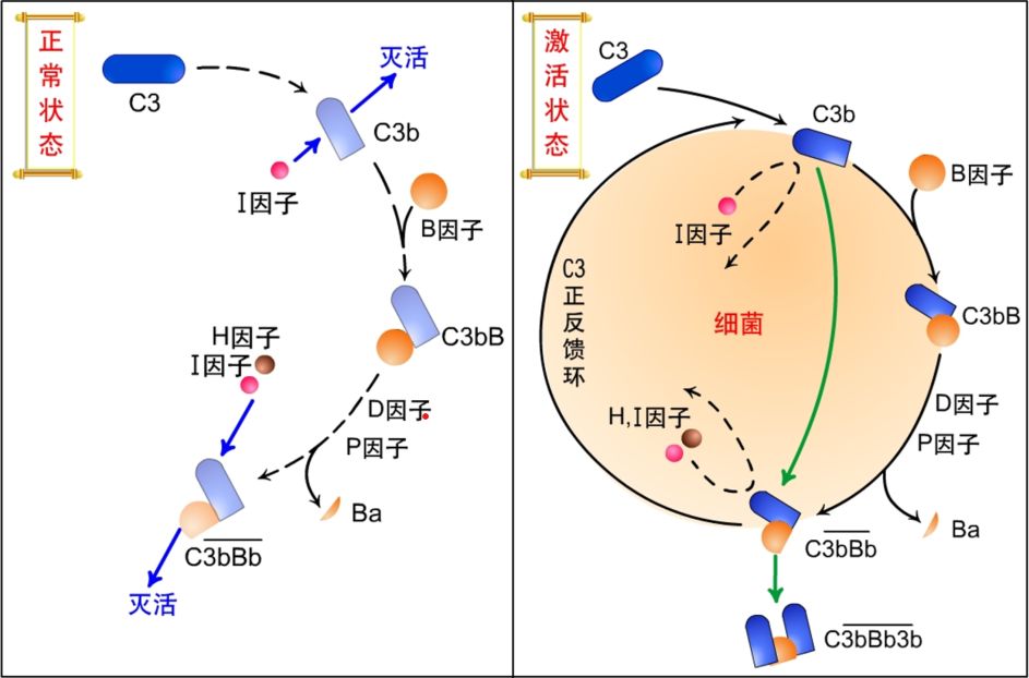 生物分析 | 生物标志物——补体(Complement）检测的生物学 ...905 / 作者:华为股票卖出矩 / 帖子ID:114479
