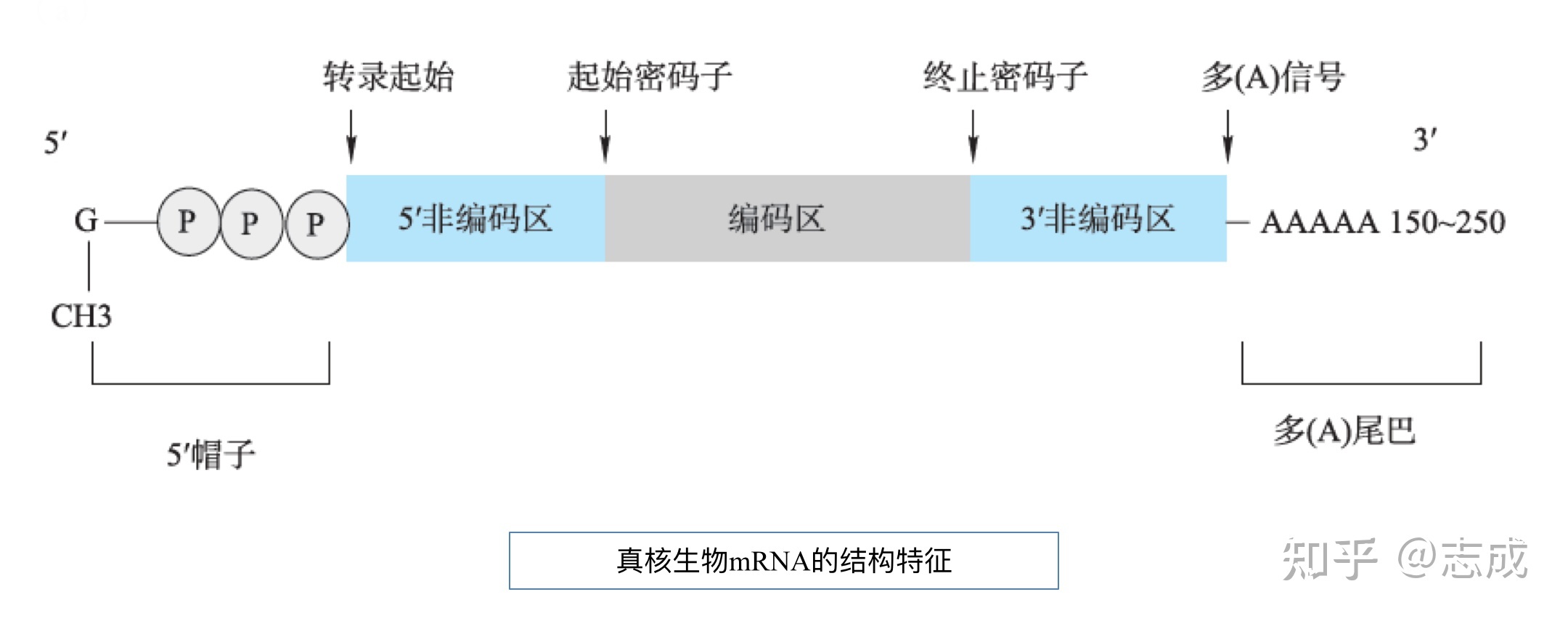 「分子生物学」提纲 学习笔记 知识总结526 / 作者:大嘴997 / 帖子ID:114512