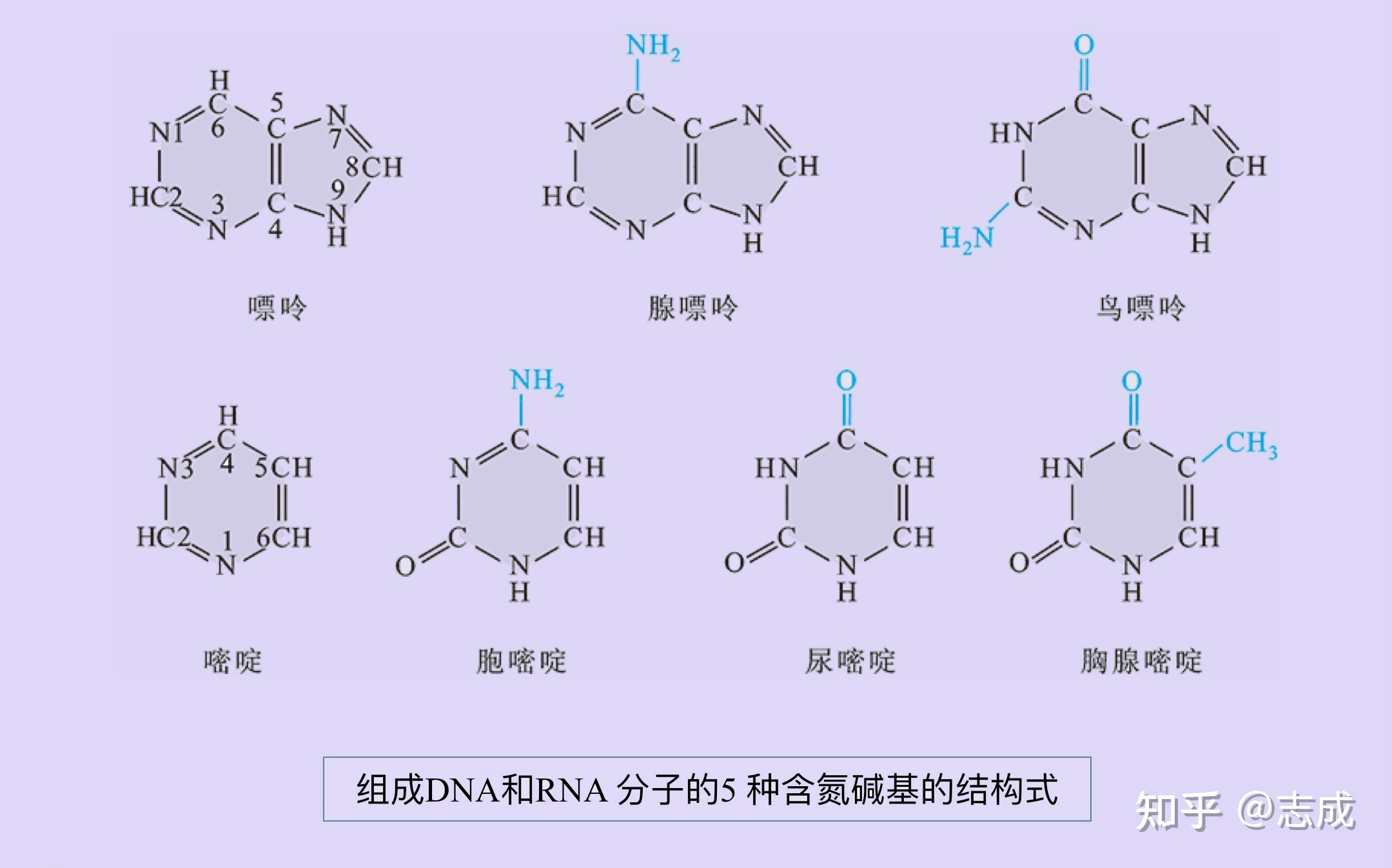 「分子生物学」提纲 学习笔记 知识总结248 / 作者:大嘴997 / 帖子ID:114512