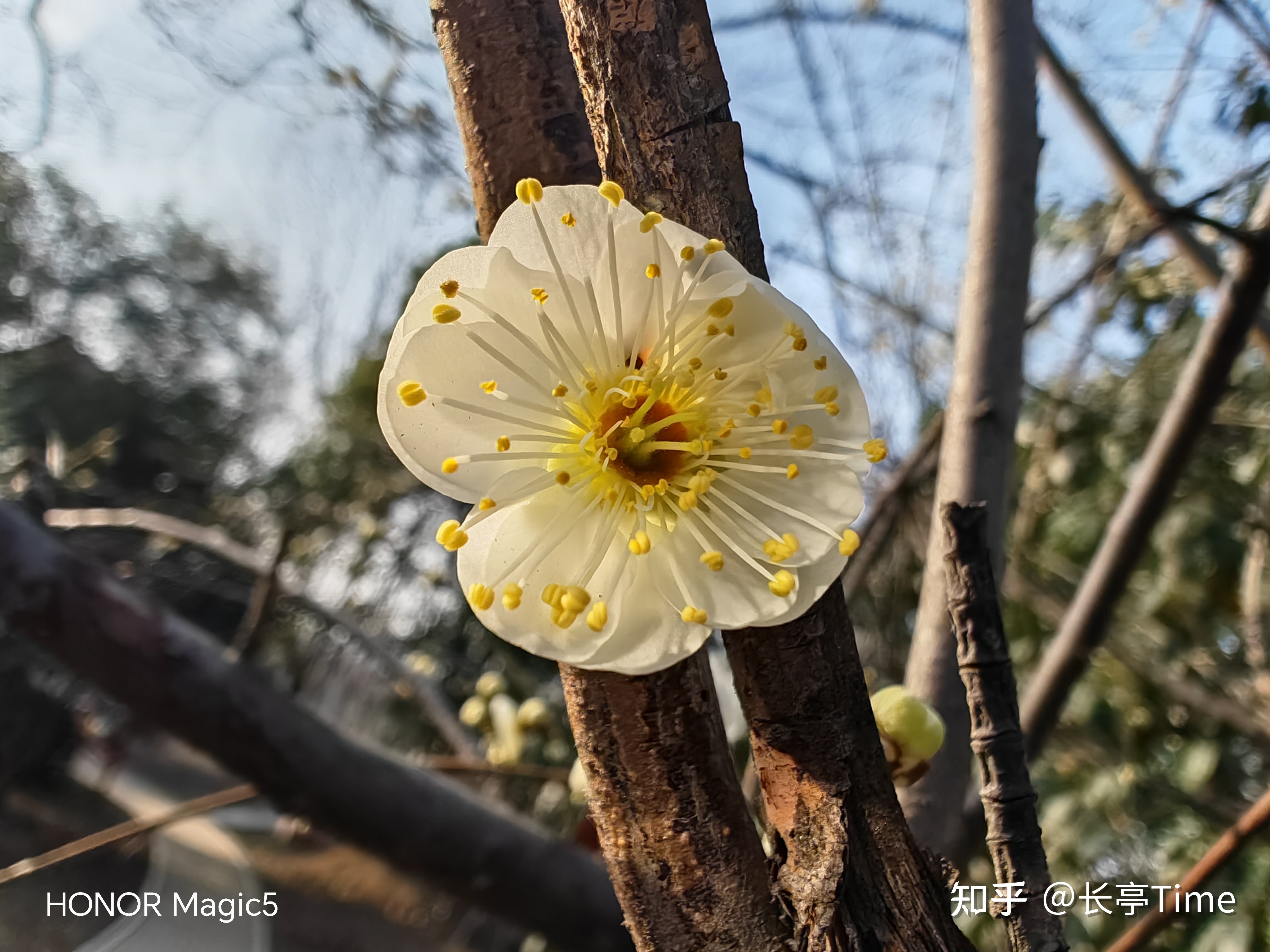 如何看待 2 月 27 日荣耀在 MWC 上发布的 Magic5 系列手机 ...600 / 作者:123457278 / 帖子ID:114536
