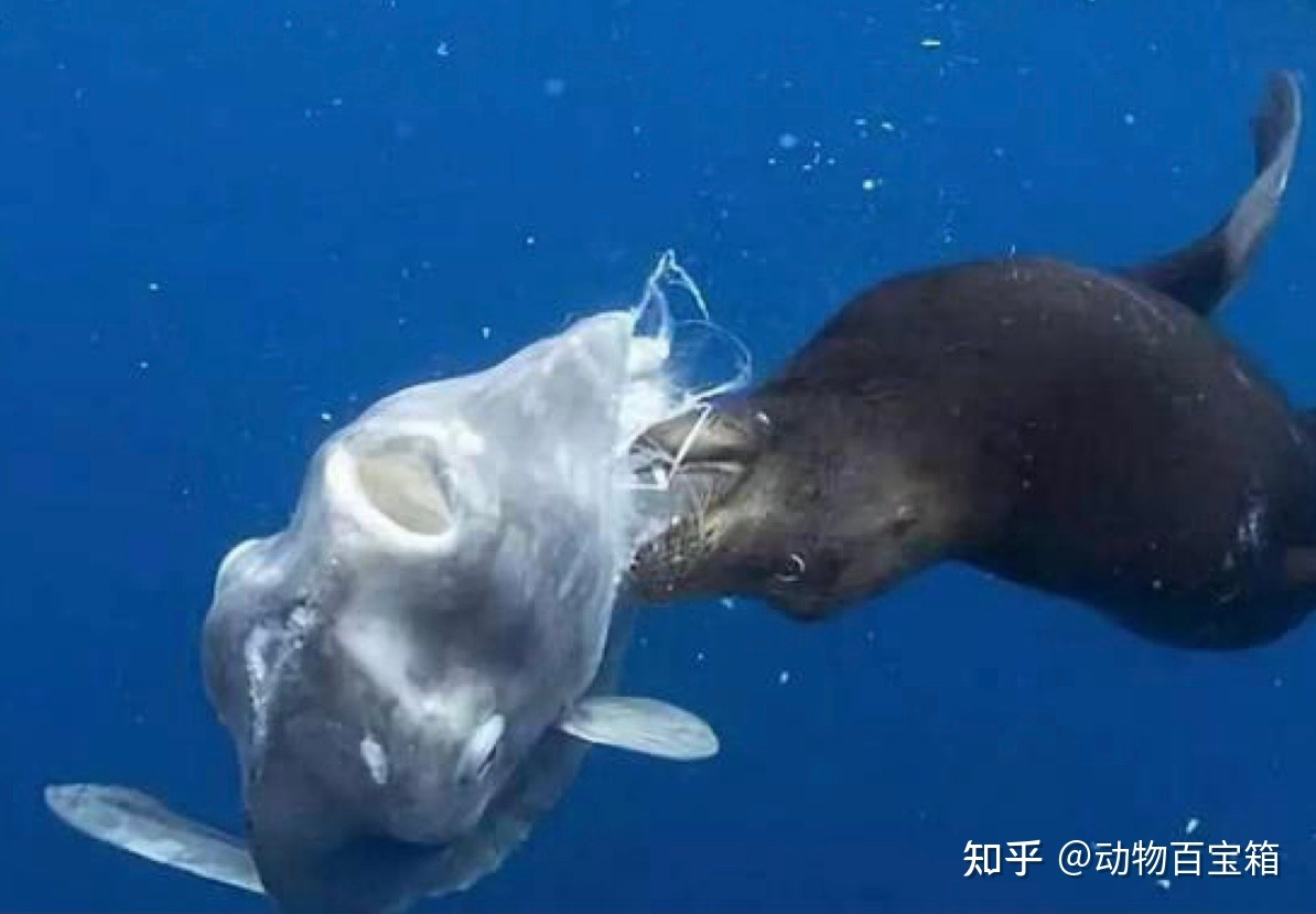 世界上最蠢的鱼，被咬后也不会逃跑，翻车鱼为何能存活至今 ...896 / 作者:聪聪451 / 帖子ID:114582
