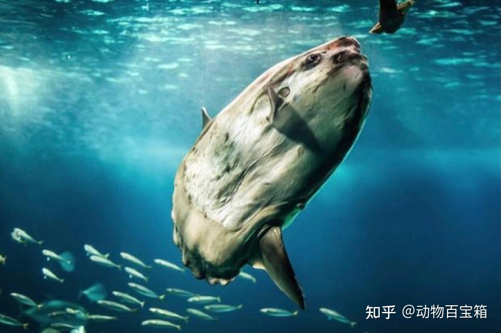 世界上最蠢的鱼，被咬后也不会逃跑，翻车鱼为何能存活至今 ...912 / 作者:聪聪451 / 帖子ID:114582