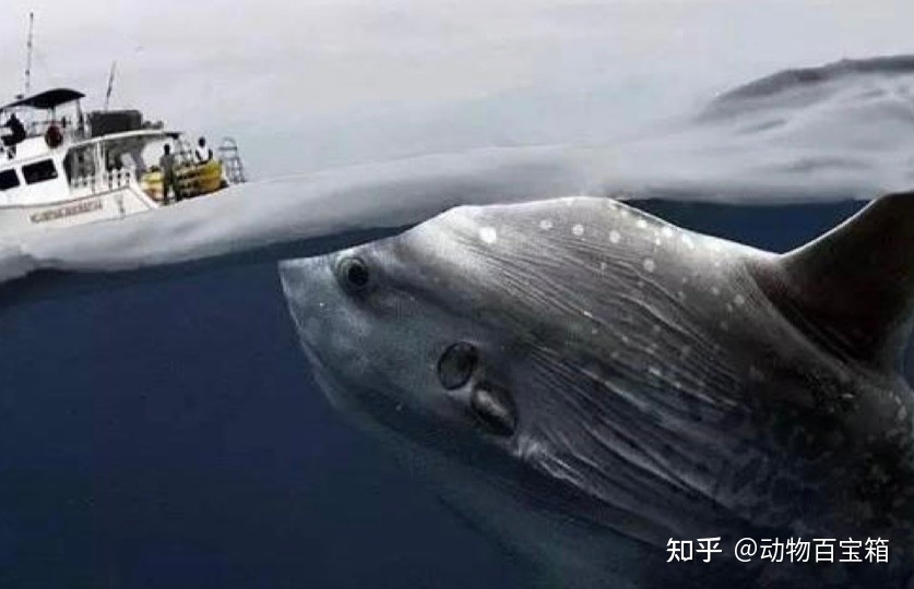 世界上最蠢的鱼，被咬后也不会逃跑，翻车鱼为何能存活至今 ...697 / 作者:聪聪451 / 帖子ID:114582