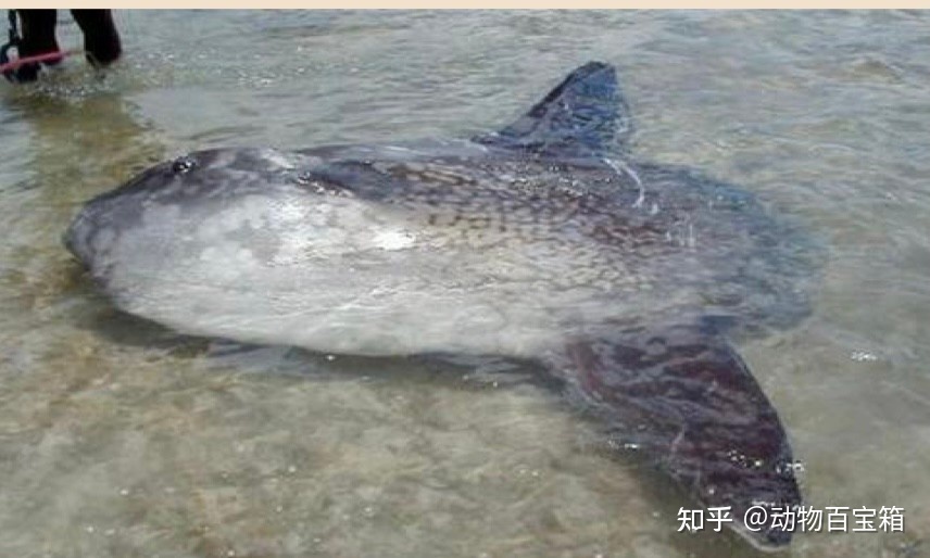 世界上最蠢的鱼，被咬后也不会逃跑，翻车鱼为何能存活至今 ...940 / 作者:聪聪451 / 帖子ID:114582