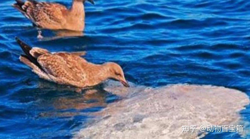 世界上最蠢的鱼，被咬后也不会逃跑，翻车鱼为何能存活至今 ...324 / 作者:聪聪451 / 帖子ID:114582