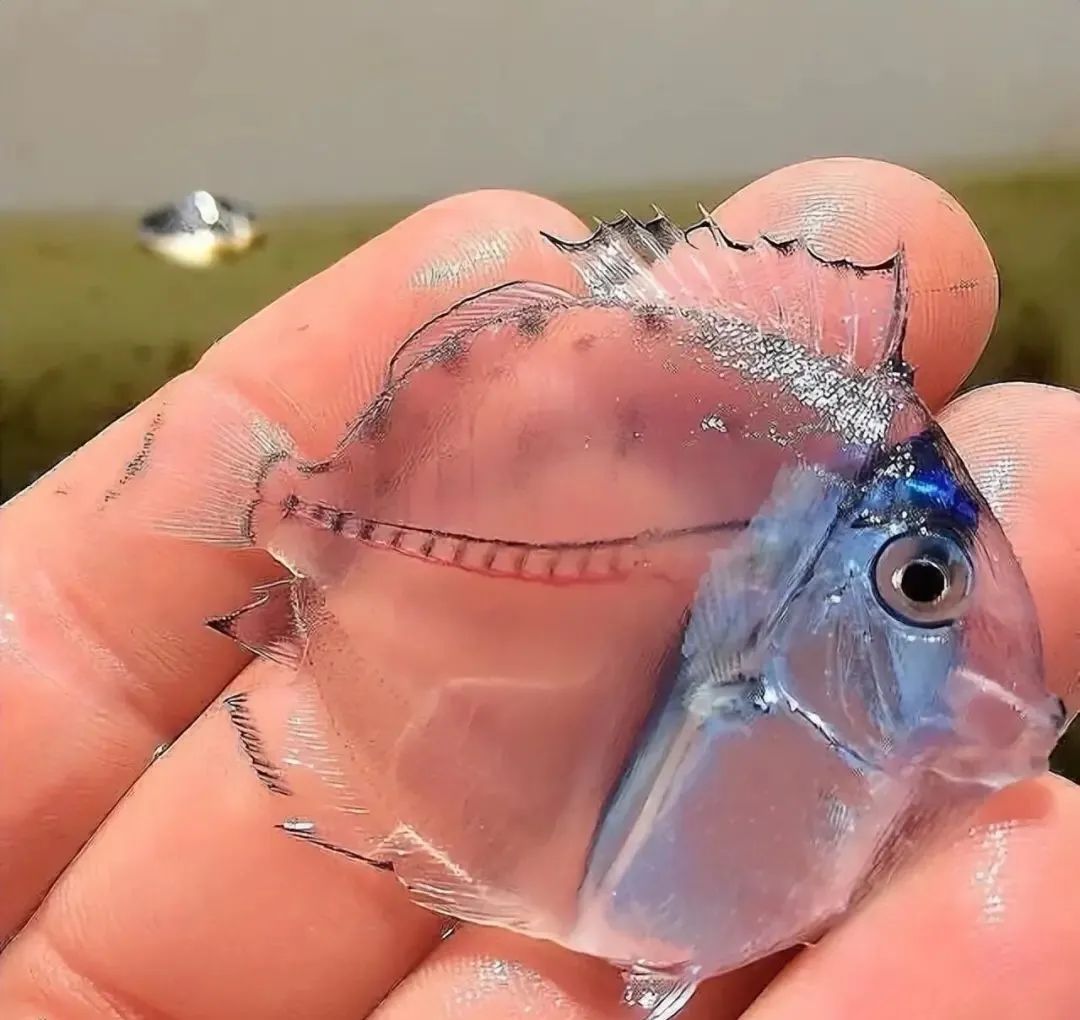 世界各地有趣的图片：世界上最长寿的狗，腿最长的女人 ...169 / 作者:尹恩沛 / 帖子ID:114623