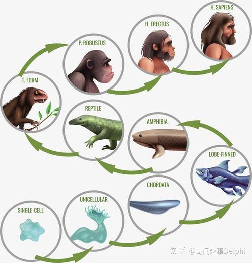 人类至今未解的九大谜团: 人类未解之谜-人类始祖之谜-上987 / 作者:三个捌 / 帖子ID:114638
