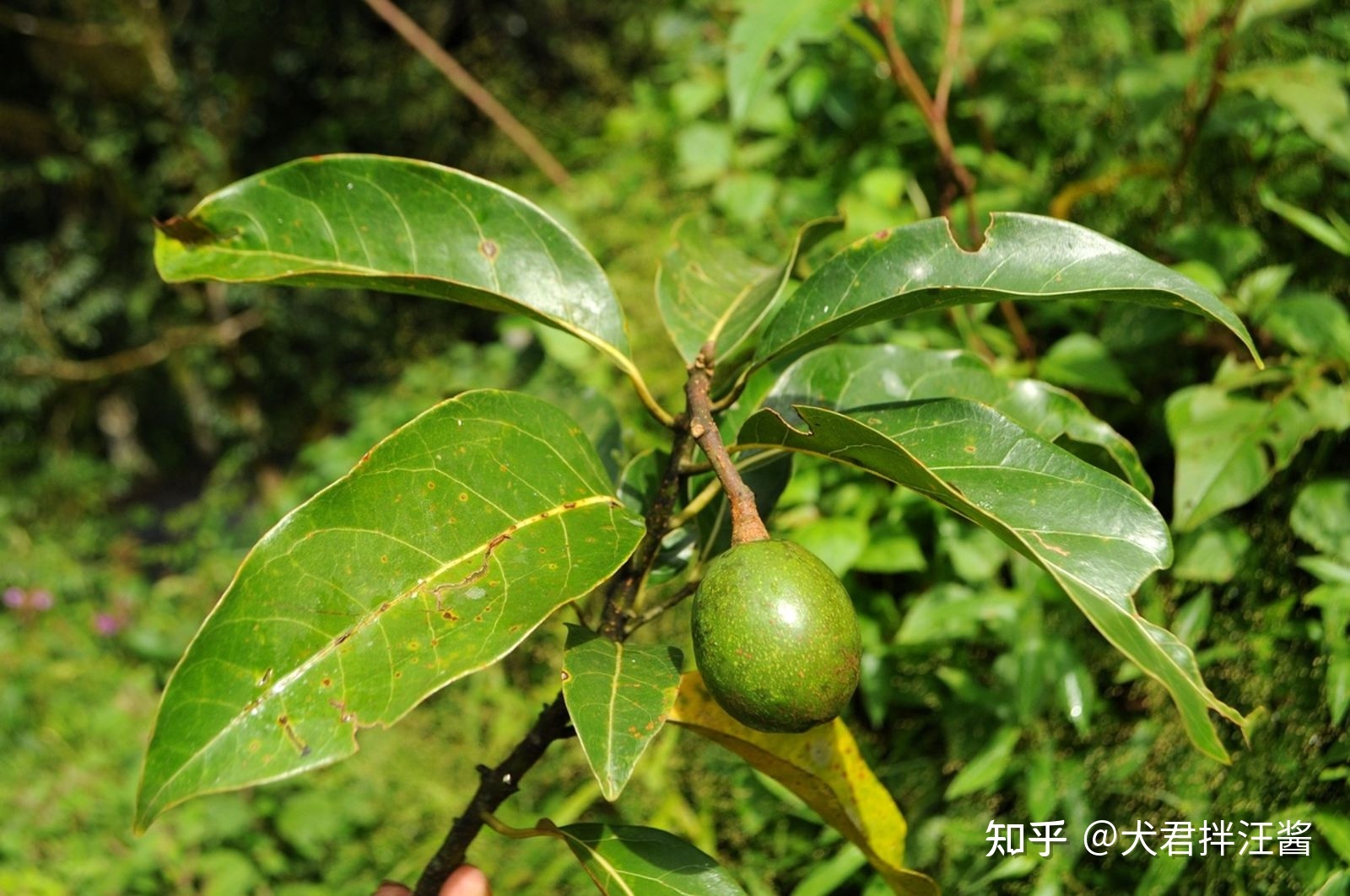 世界野生动植物日来了，过去一年动植物界发生哪些奇妙的事 ...282 / 作者:邓尔岚 / 帖子ID:114729